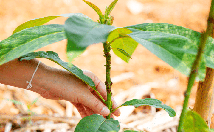 Planter un fruitier