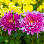 chrysanthèmes