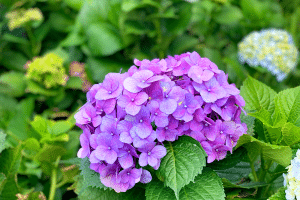 hortensia