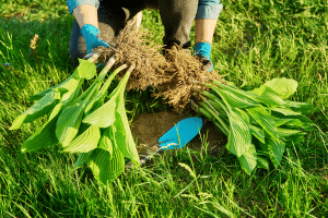 diviser vos plantes à bulbes pour multiplier les floraisons et assurer une explosion de couleurs