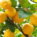 citronnier