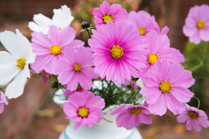 Cosmos