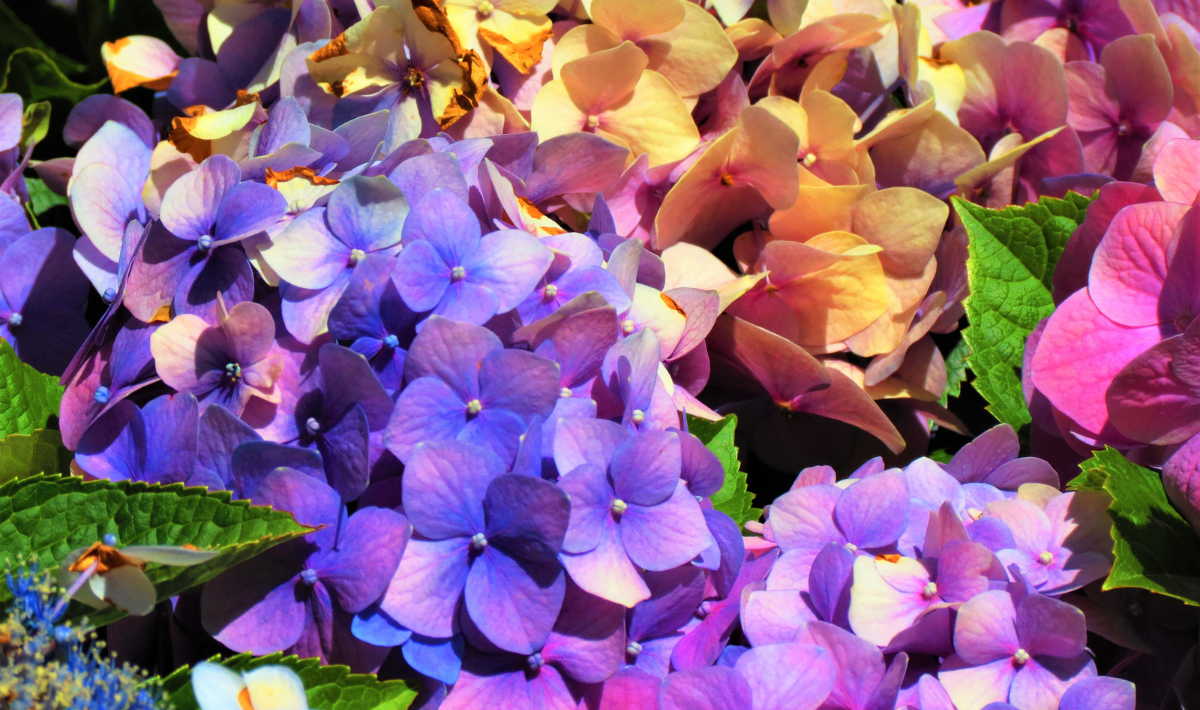 hortensias qui brunissent