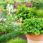 jardin