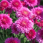chrysanthème