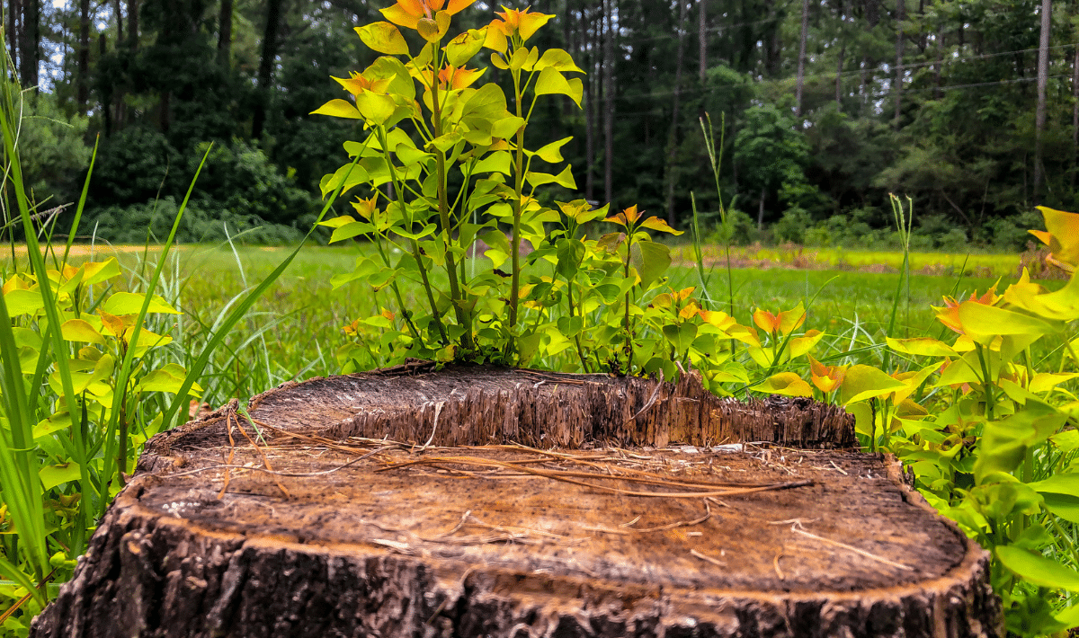 souche d arbres