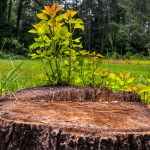 souche d arbres