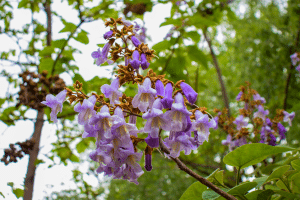 Le paulownia