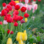 bulbes à fleurs
