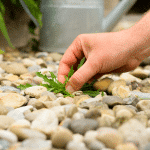 mauvaise herbe au gravier