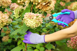 tailler l'hortensia
