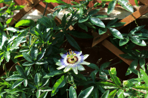 passiflore