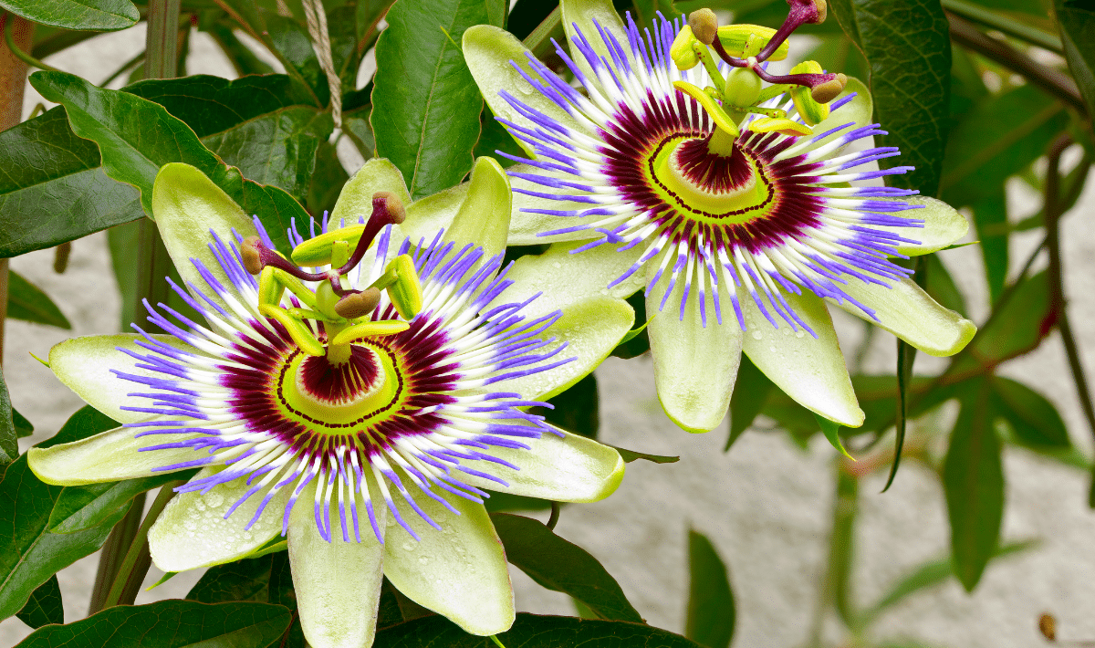 passiflore