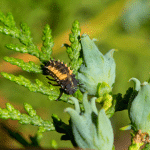 larve de coccinelle