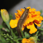 limace au jardin