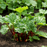 rhubarbe