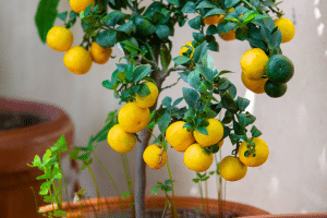 agrume en pots