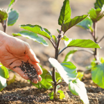fertiliser jardin