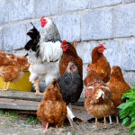 poules