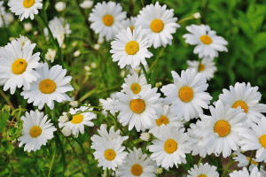 marguerite blanche