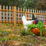 poules qui mangent
