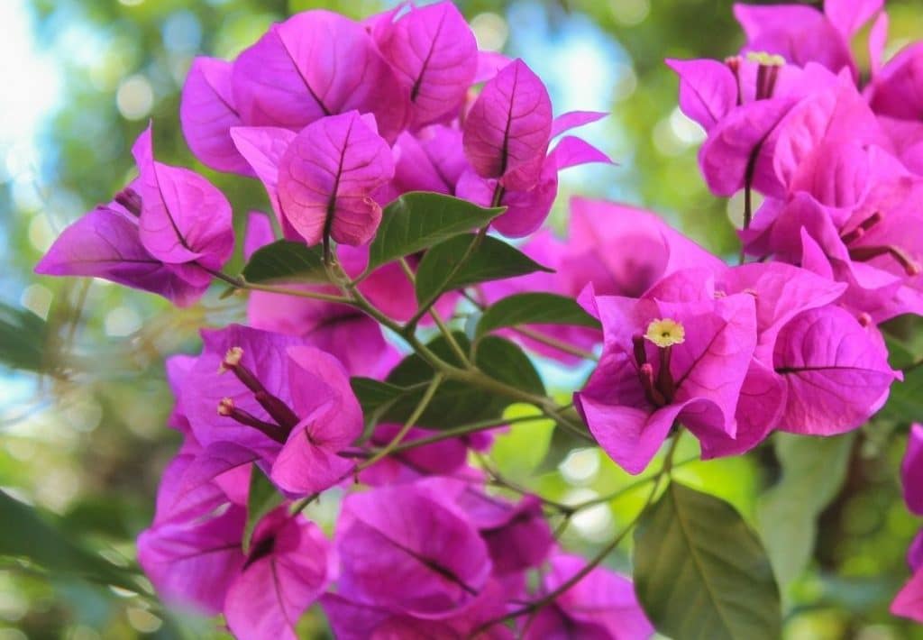 Protégez votre bougainvillier cet hiver : les secrets d'un hivernage réussi, pour une explosion de couleurs au printemps !