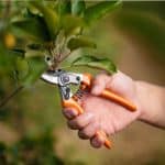 Quels sont les arbres à ne surtout pas tailler en décembre ? Découvrez les erreurs à éviter !