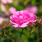 pucerons sur les rosiers