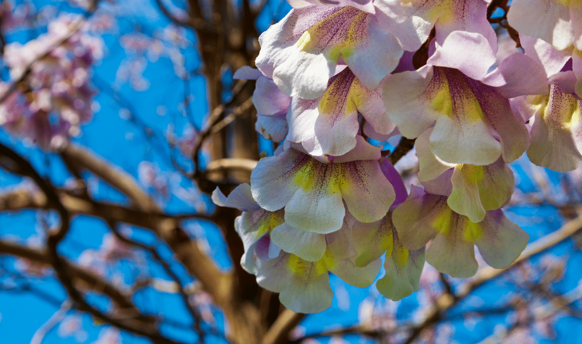 paulownia