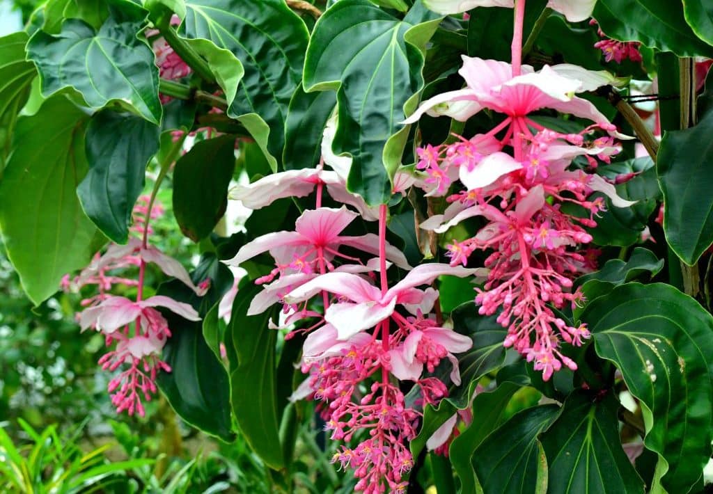 Changez de décor pour Noël : 3 plantes exotiques à adopter absolument !